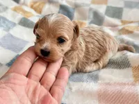 Fendi, a female Maltipoo and Poodle - Toy  for sale in Tampa, FL – 2 of 10