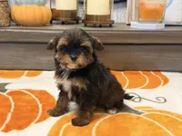 Emily , a female Yorkshire Terrier for sale in Tampa, FL – 5 of 6