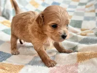 Lu Lu , a female Maltipoo and Poodle - Toy  for sale in Tampa, FL – 3 of 10