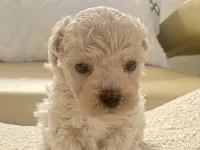 Charlie , a male Maltipoo and Poodle - Toy  for sale in Tampa, FL – Photo 4 of 10
