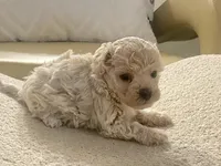 Charlie , a male Maltipoo and Poodle - Toy  for sale in Tampa, FL – Photo 3 of 10