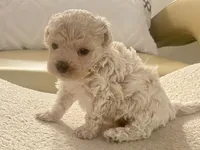 Charlie , a male Maltipoo and Poodle - Toy  for sale in Tampa, FL – Photo 7 of 10