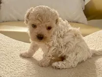 Charlie , a male Maltipoo and Poodle - Toy  for sale in Tampa, FL – Photo 6 of 10