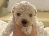 Charlie , a male Maltipoo and Poodle - Toy  for sale in Tampa, FL – Photo 2 of 10