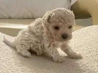 Charlie , a male Maltipoo and Poodle - Toy  for sale in Tampa, FL – Photo 9 of 10