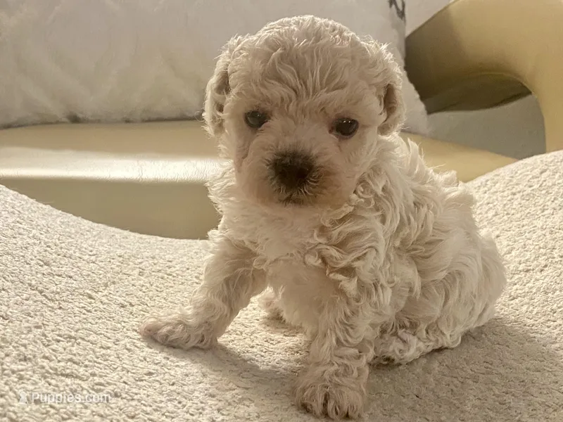 Charlie , a male Maltipoo and Poodle - Toy  for sale in Tampa, FL – Photo 1 of 10