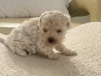 Charlie , a male Maltipoo and Poodle - Toy  for sale in Tampa, FL – Photo 10 of 10