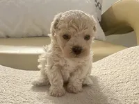 Charlie , a male Maltipoo and Poodle - Toy  for sale in Tampa, FL – Photo 5 of 10