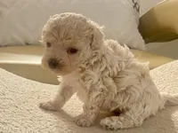 Charlie , a male Maltipoo and Poodle - Toy  for sale in Tampa, FL – Photo 8 of 10