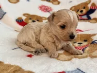 Benny , a male Maltipoo and Poodle - Toy  for sale in Tampa, FL – 5 of 10