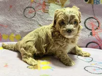 Messi , a male Maltipoo and Poodle - Toy  for sale in Tampa, FL – 5 of 10