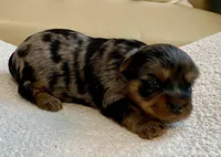 Sophie, a female Yorkshire Terrier for sale in Tampa, FL – Photo 2 of 10