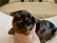 Sophie, a female Yorkshire Terrier for sale in Tampa, FL – Photo 6 of 10