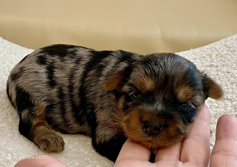 Sophie – Yorkshire Terrier puppy for sale in Tampa, FL
