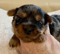 Sophie, a female Yorkshire Terrier for sale in Tampa, FL – Photo 10 of 10