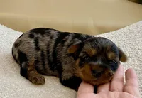 Sophie, a female Yorkshire Terrier for sale in Tampa, FL – Photo 3 of 10