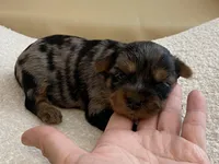 Sophie, a female Yorkshire Terrier for sale in Tampa, FL – Photo 9 of 10