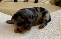 Sophie, a female Yorkshire Terrier for sale in Tampa, FL – Photo 4 of 10