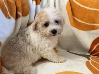Gigi , a female Maltipoo and Poodle - Toy  for sale in Tampa, FL – 3 of 8