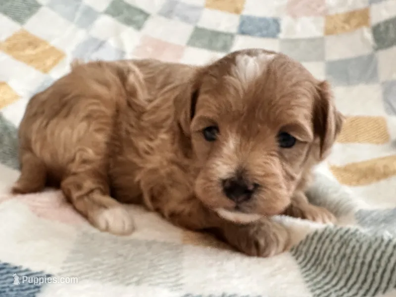 Jazzy  – Maltipoo, Poodle - Toy  puppy for sale in Tampa, FL
