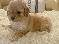 Noelle Toy F1b , a female Cavapoo and Poodle - Toy  for sale in Tampa, FL – 4 of 9