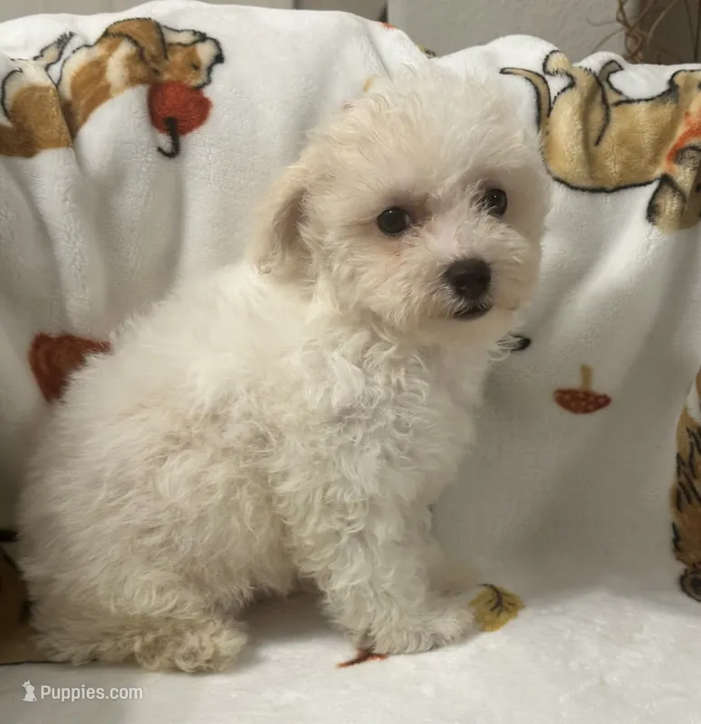 Simba  – Maltipoo, Poodle - Toy  puppy for sale in Tampa, FL