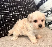 Lucy , a female Maltipoo and Poodle - Toy  for sale in Tampa, FL – 3 of 10