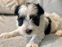Toby Parti, a male Yorkshire Terrier for sale in Tampa, FL – 9 of 10