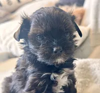 Niko Tiny, a male Yorkshire Terrier for sale in Tampa, FL – 4 of 10