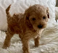 Izzy, a female Maltipoo and Poodle - Toy  for sale in Tampa, FL – 2 of 10