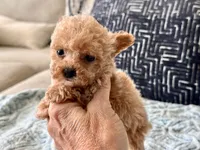 Misa  Extra Tiny , a female Maltipoo and Poodle - Toy  for sale in Tampa, FL – 4 of 10