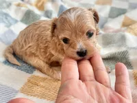 Fendi, a female Maltipoo and Poodle - Toy  for sale in Tampa, FL – 4 of 10