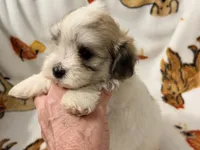 Piper , a female Yorkshire Terrier and Morkie for sale in Tampa, FL – 6 of 10