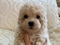 Sammy, a male Maltipoo and Poodle - Toy  for sale in Tampa, FL – 10 of 10