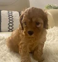 Tucker Toy F1b, a male Cavapoo and Poodle - Toy  for sale in Tampa, FL – 4 of 10