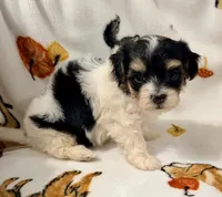 Emily, a female Yorkshire Terrier and Morkie for sale in Tampa, FL – 7 of 10