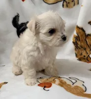 Ally , a female Yorkshire Terrier and Morkie for sale in Tampa, FL – 7 of 9
