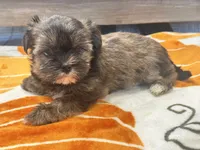 Lucy, a female Yorkshire Terrier and Shorkie for sale in Tampa, FL – 2 of 9