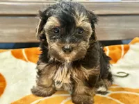 Tucker, a male Yorkshire Terrier for sale in Tampa, FL – 8 of 10