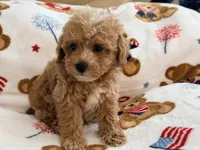 Rivaldo, a male Maltipoo and Poodle - Toy  for sale in Tampa, FL – 10 of 10
