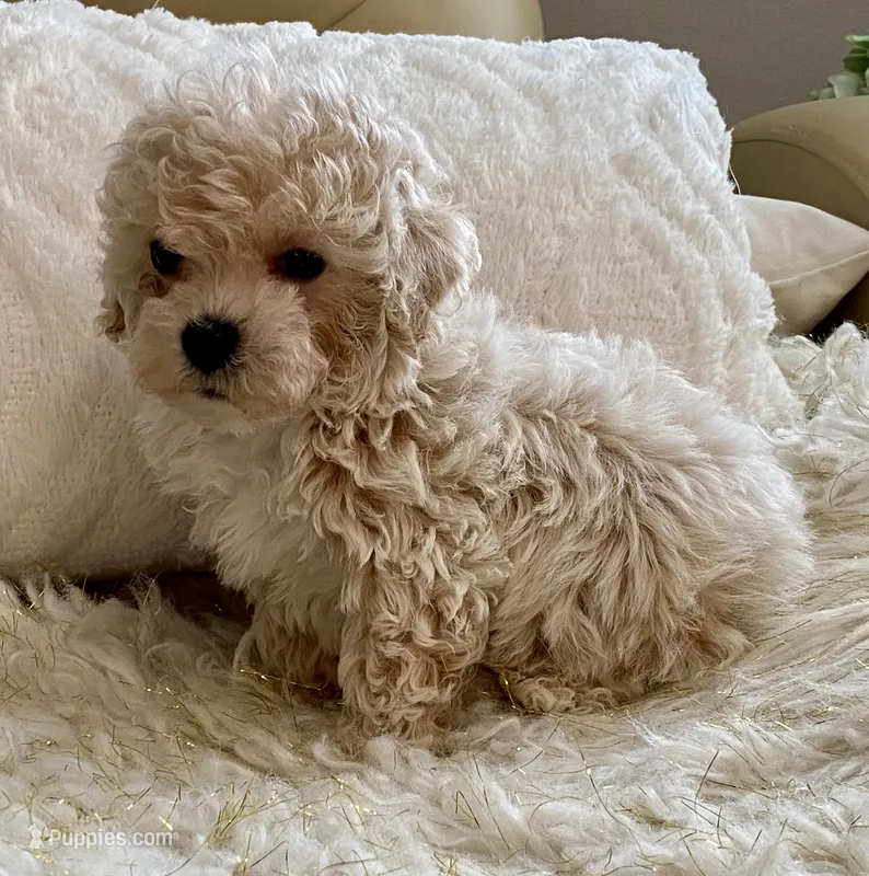 Sammy – Maltipoo, Poodle - Toy  puppy for sale in Tampa, FL