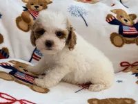 Nattie , a female Maltipoo and Poodle - Toy  for sale in Tampa, FL – 7 of 9
