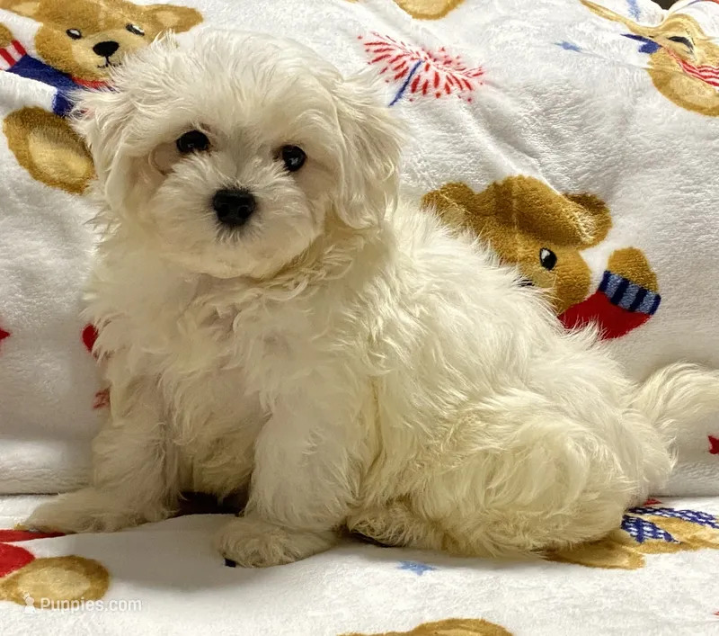 Oliver – Maltipoo, Poodle - Toy  puppy for sale in Tampa, FL