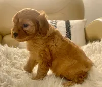 Tucker Toy F1b, a male Cavapoo and Poodle - Toy  for sale in Tampa, FL – 9 of 10