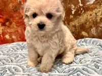 Molly , a female Maltipoo and Poodle - Toy  for sale in Tampa, FL – 8 of 9