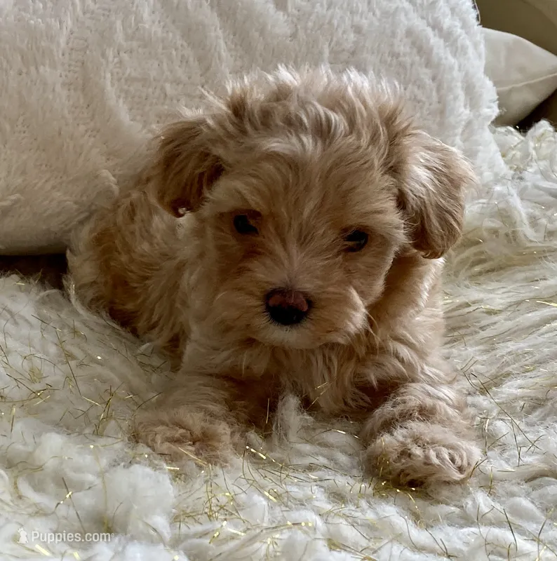 Meeko – Maltipoo, Poodle - Toy  puppy for sale in Tampa, FL