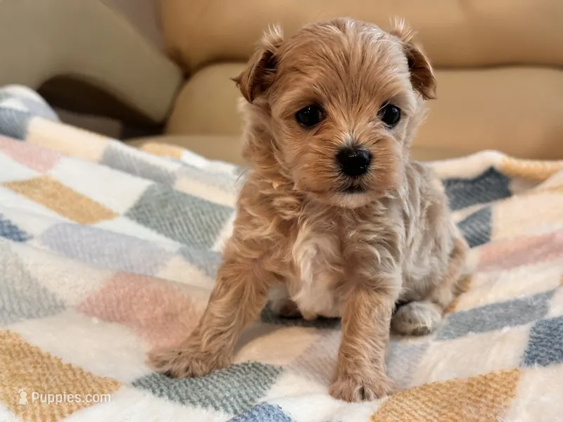 Lily  – Maltipoo, Poodle - Toy  puppy for sale in Tampa, FL