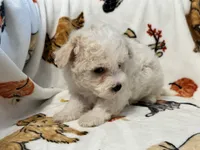 Simba , a male Maltipoo and Poodle - Toy  for sale in Tampa, FL – 6 of 10