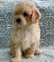 Marley Toy F1b , a male Cavapoo and Poodle - Toy  for sale in Tampa, FL – 10 of 10