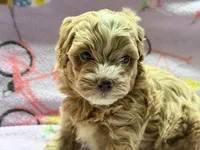 Messi , a male Maltipoo and Poodle - Toy  for sale in Tampa, FL – 10 of 10